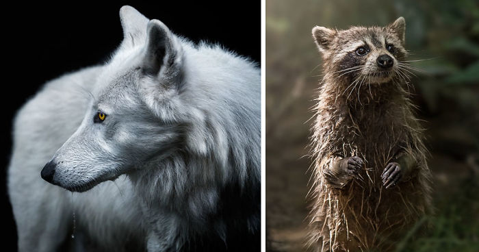 Winners Of The 14th Smithsonian Photo Competition 2016 Announced