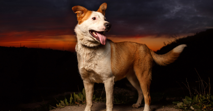 A Story About My Experiences Photographing Homeless Dogs