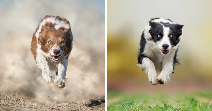 I Photograph “Flying Dogs” To Reveal Their True Spirit