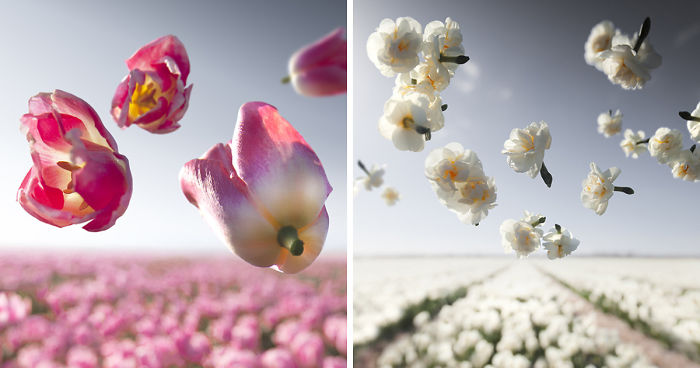 My Gravity-Defying Flower Power Series
