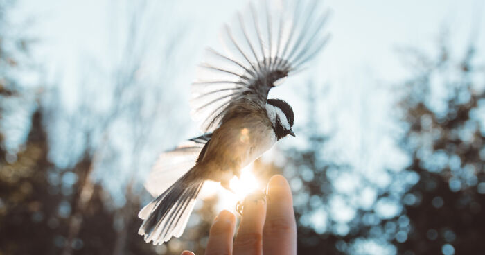 How I Got Seduced By Wildlife Photography