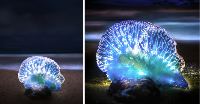 The Inner Beauty Of The Beast