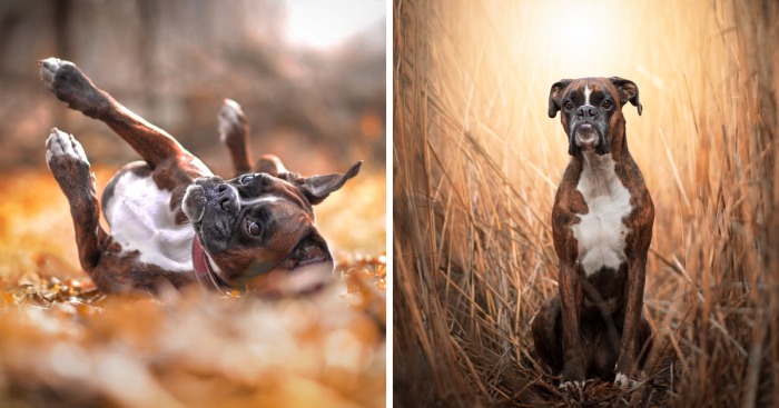 Meet Strawberry The Most Expressive Boxer Who Loves Hiking