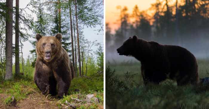 I Waited 15 Hours A Day To Find The Biggest Bear In Finland