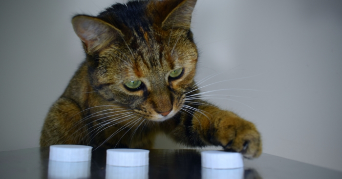 How To Play Shell Game With Your Pet