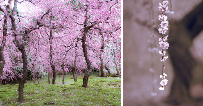 I Captured Plum Trees Blooming In Japan
