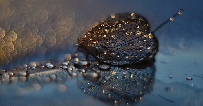 I Use Macro Lens To Capture Fragile Beauty Of Polish Nature