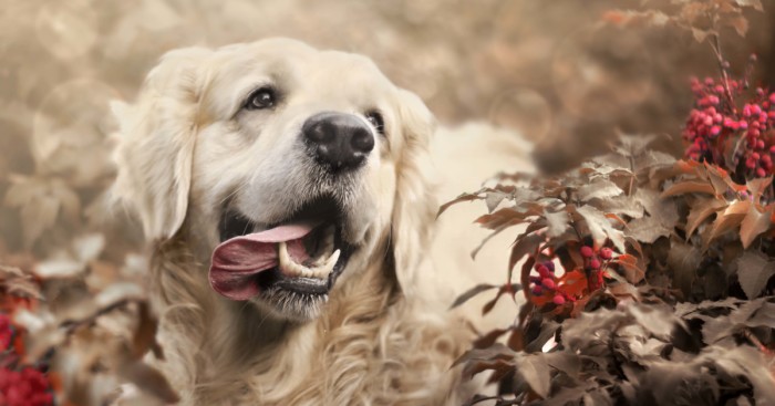 I Photographed My Amazing Dogs Kicia And Morsik