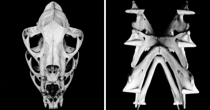 The Art Of Death: I Photograph Skulls