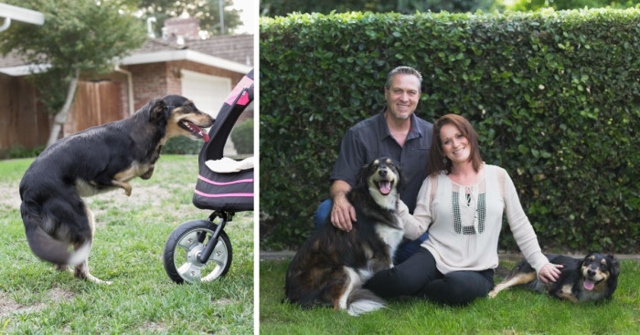 Rejected Dogs Now Have The Best Lives Ever!