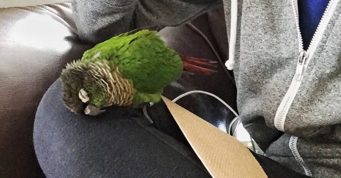 My Conure Fell Asleep On My Knee
