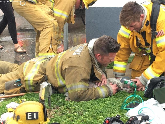 Firefighter Won't Let This Dog Die After Pulling Him From A Burning Home, Performs Mouth-To-Mouth Firefighter Won't Let This Dog Die After Pulling Him From A Burning Home, Performs Mouth-To-Mouth