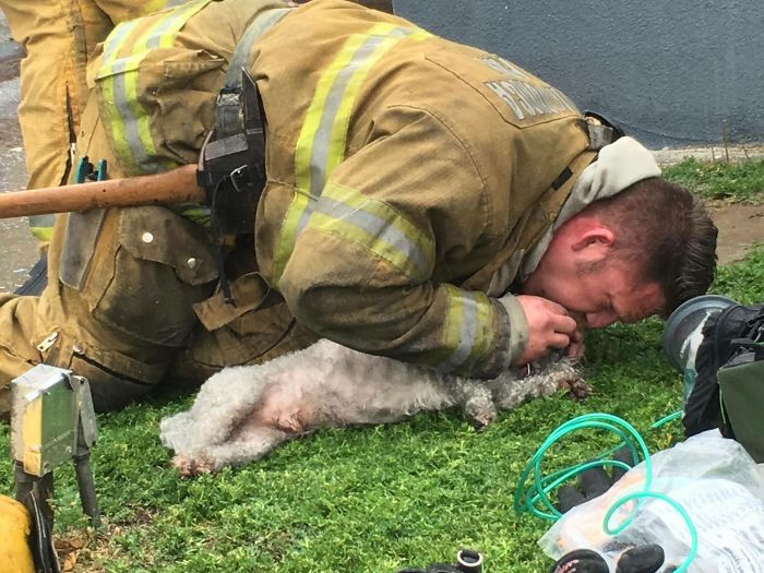 Firefighter Won't Let This Dog Die After Pulling Him From A Burning Home, Performs Mouth-To-Mouth