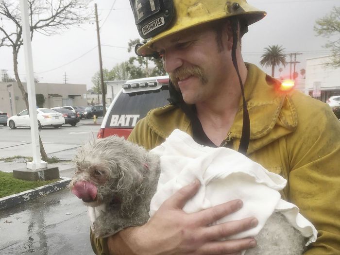 Firefighter Won't Let This Dog Die After Pulling Him From A Burning Home, Performs Mouth-To-Mouth Firefighter Won't Let This Dog Die After Pulling Him From A Burning Home, Performs Mouth-To-Mouth