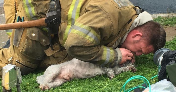 Firefighter Won’t Let This Dog Die After Pulling Him From A Burning Home, Performs Mouth-To-Mouth