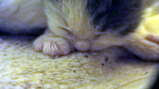 First Breaths (just Hours Old)