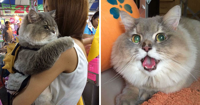 Este es Bone Bone, un enorme gato esponjoso de Tailandia con quien todo el mundo se quiere fotografiar