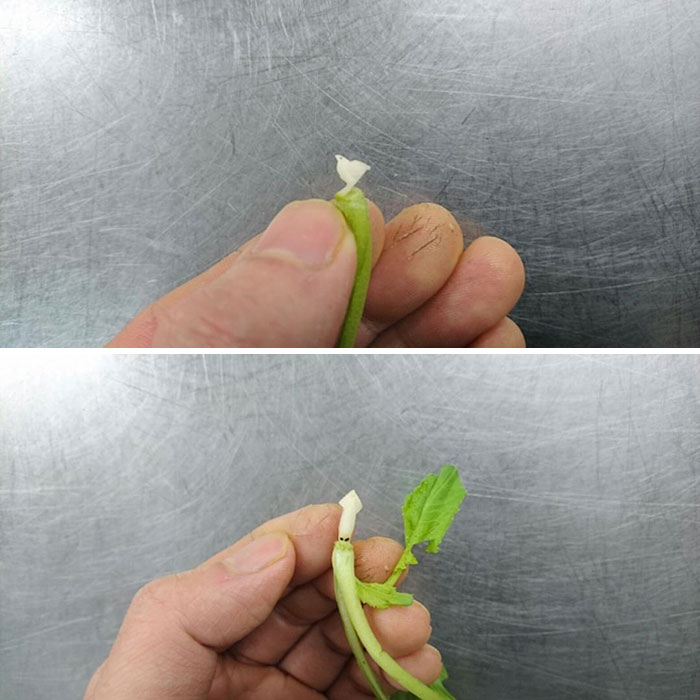 Food Carving