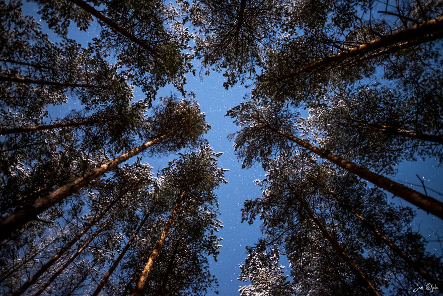 Forest From The Ground