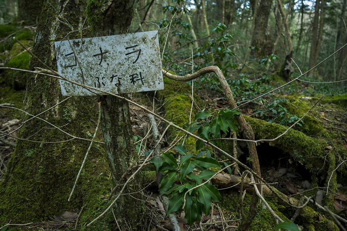 I Went Hiking By Myself To Aokigahara, Japan’s Suicide Forest