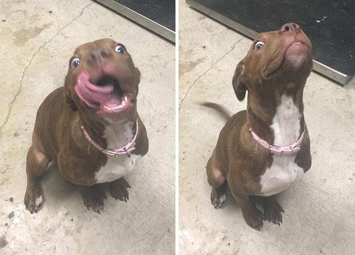 funny-cute-vicious-pit-bull-attacks-1