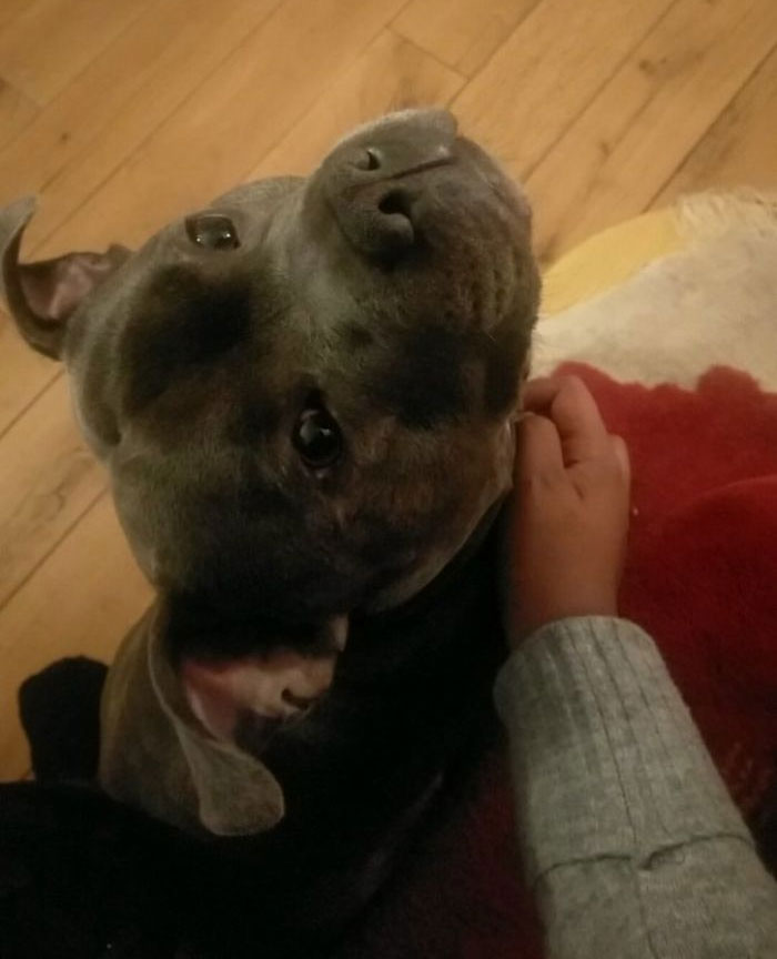 Omg Did I Show You I Took The Cutest Pictures Of Komal's Doggo