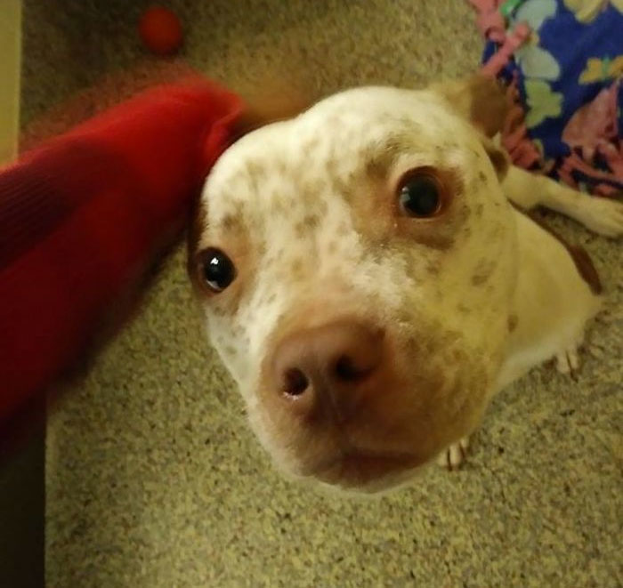 My Favorite Cuddlebug At Work, Available For Adoption. Adopt, Don't Shop!