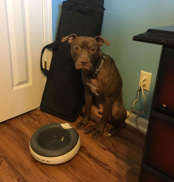 Fostering And Giving This Guy All Our Love. He's Had A Hard Life. Hopefully He Recovers And Sees The Happiness Again