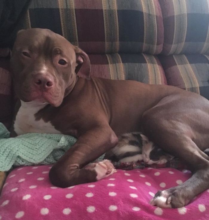 He Was So Mad I Had Brought A New Kitty Home