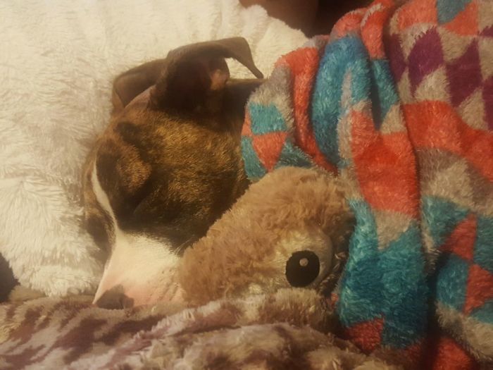 This Is My Vicious Pitbull. He Takes His Owl Stuffed Animal To Bed And We Tuck Him In