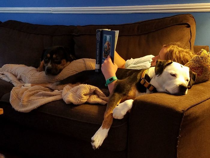 Another Frightening Attack Caught On Camera. Two Wild Pit Mixes Overpower A Child...with Snuggly Goodness
