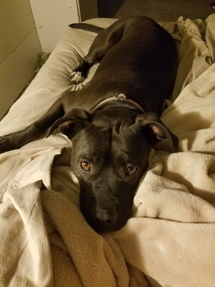 Look At This Vicious Beast