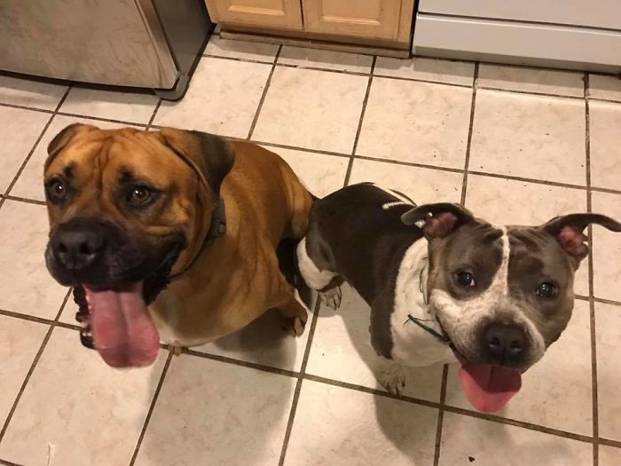 So Vicious. Look That Those Tongues. They Might Lick You To Death