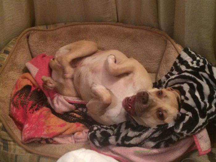 I Think My Pitbull Is Defective. She's Very Lazy And Won't Attack.