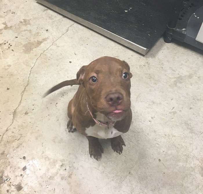 funny-cute-vicious-pit-bull-attacks=2