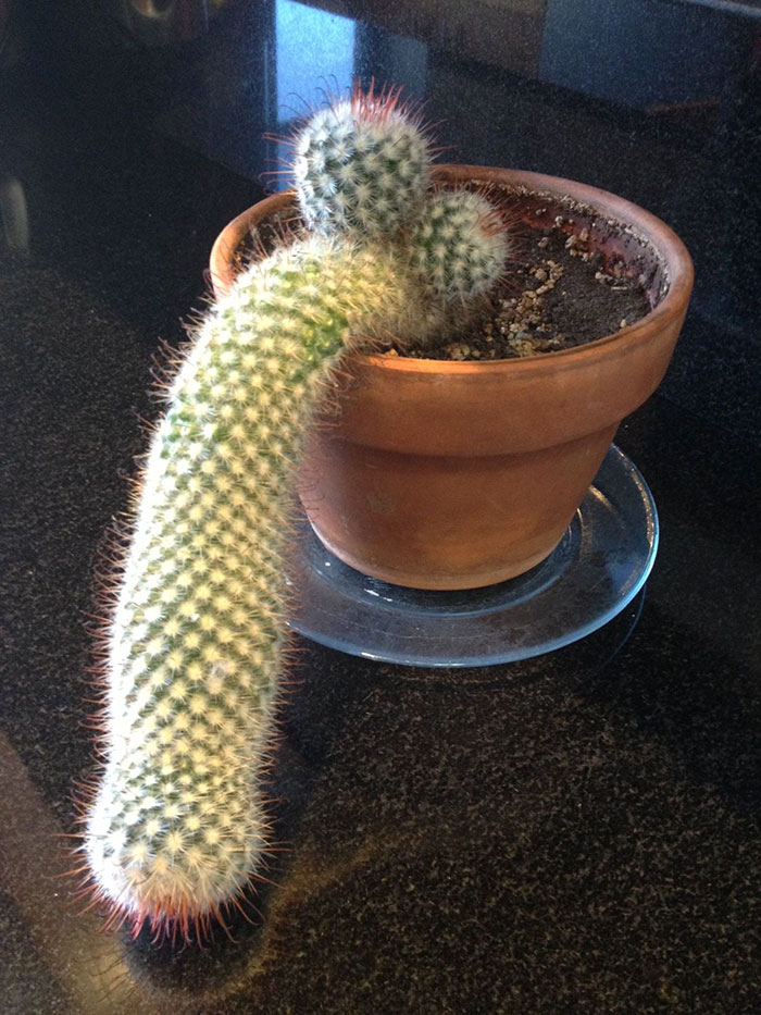 A cactus humorously shaped, illustrating dads' jokes taken to another level.