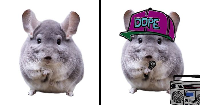 Drawing Challenge: Spice Up This Chinchilla’s Life