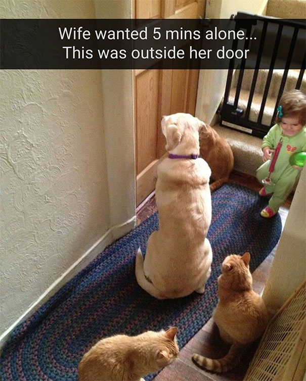 Parenting meme: a dog, two cats, and a toddler gather outside a closed door, awaiting attention.