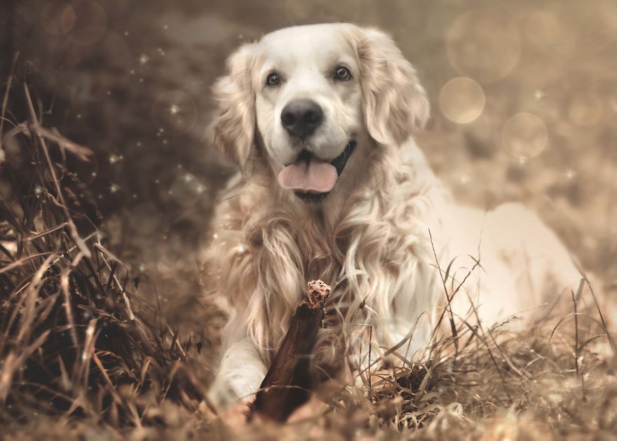 I Photographed My Amazing Dogs Kicia And Morsik