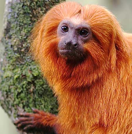 golden-lion-tamarin.jpg