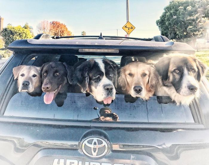 This Man Won't Stop Adopting Rescue Animals, And Here's How He Lives This Man Won't Stop Adopting Rescue Animals, And Here's How He Lives