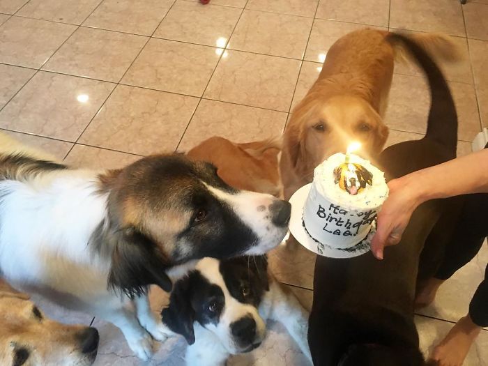 This Man Won't Stop Adopting Rescue Animals, And Here's How He Lives This Man Won't Stop Adopting Rescue Animals, And Here's How He Lives