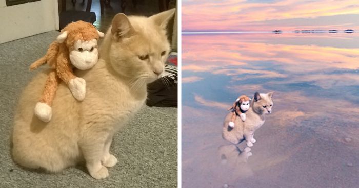 Photoshop Challenge: Help My Cat And His Toy Travel The World