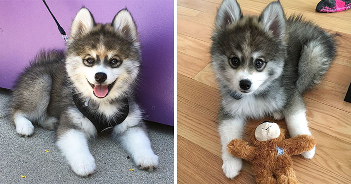 Meet Norman, A Husky-Pomeranian Puppy That’s So Cute It Doesn’t Even Look Real
