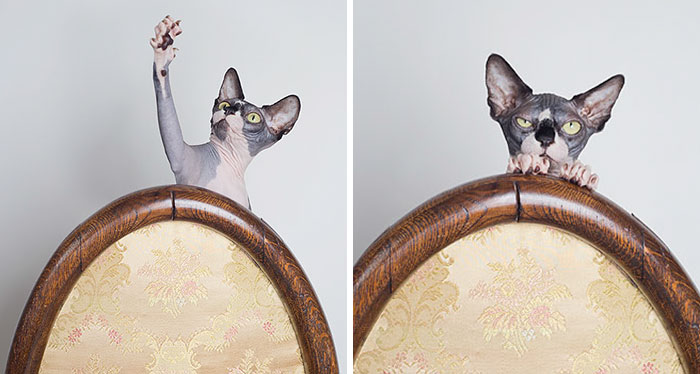 I Made A Career Out Of Annoying Cats