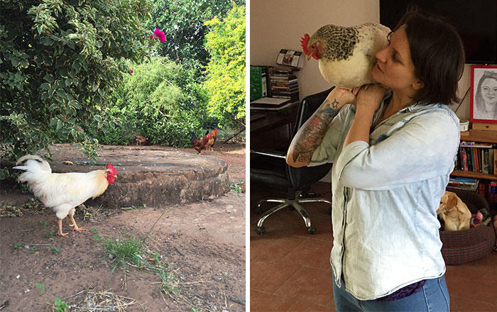 I Rescue And Care For Chickens In Paradise