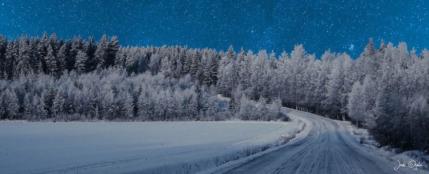 Winter Forest In The Moonlight