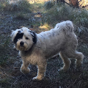 teddybluebell avatar