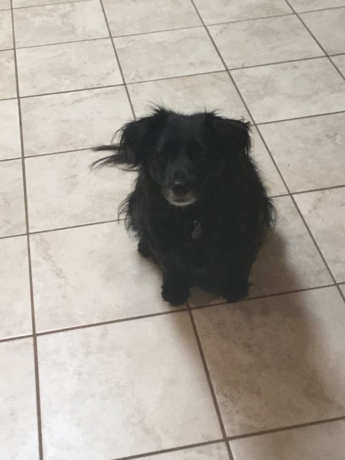 Omg So Cute, Dog: " Me Begging,no!"