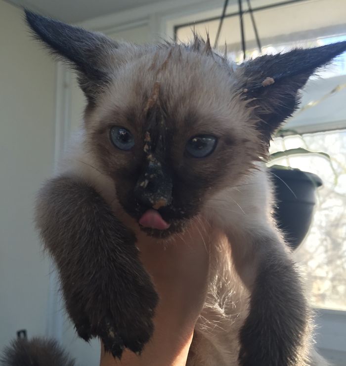 Hobbes Though Getting His Head Stuck In A Empty Cat Food Can Was Totally Worth It.